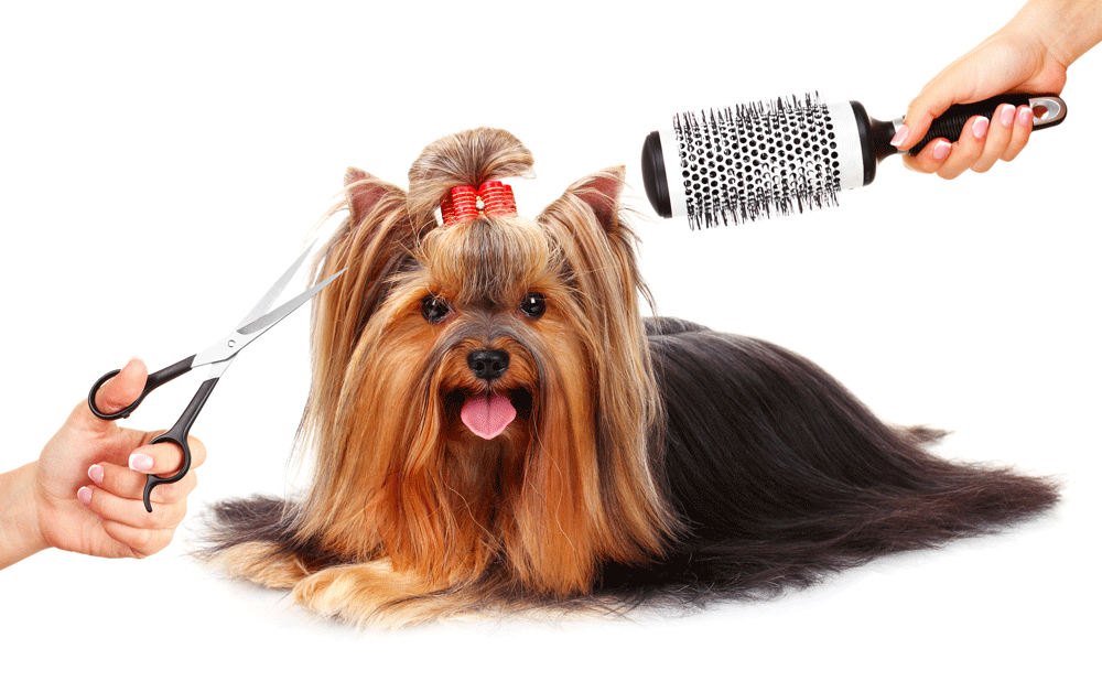 Best 10 Pet Grooming Tools Under Rs. 999