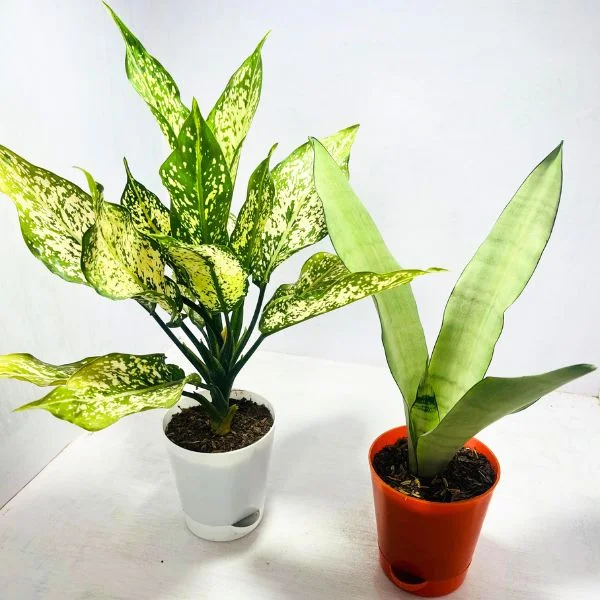 Top 10 Indoor Plants Under Rs. 499